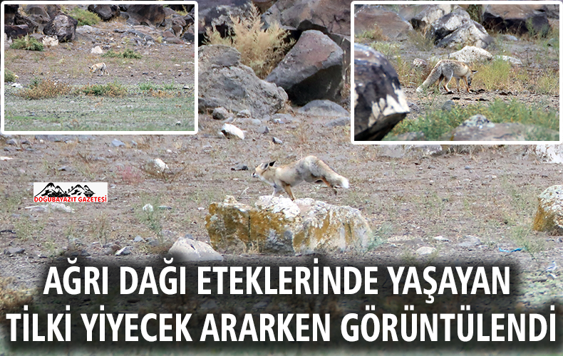 AĞRI DAĞI ETEKLERİNDE YAŞAYAN TİLKİ, DOĞAL ORTAMINDA GÖRÜNTÜLENDİ.