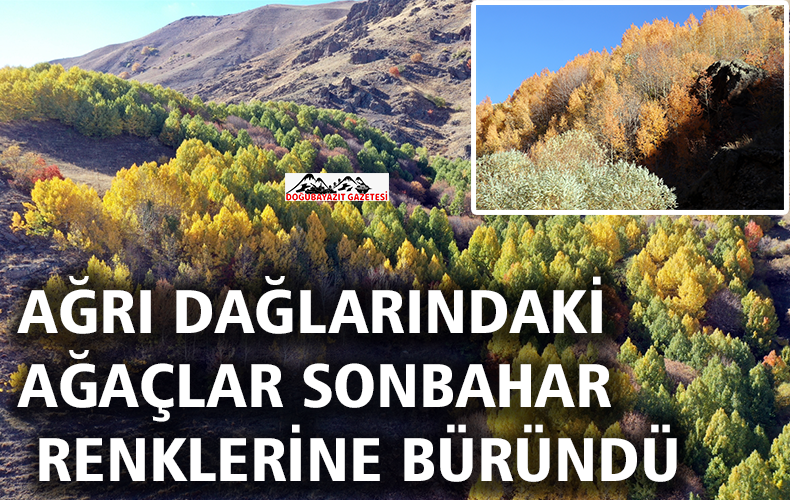 Dağlarda sonbaharın gelmesiyle ağaçların yaprakları sararıp dökülmeye başladı.