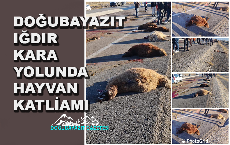 TIR SÜRÜYE DALDI