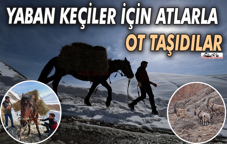 YABAN KEÇİLERİNİ KAÇAK AVCILARDAN KORUMAK İÇİN MÜCADELE