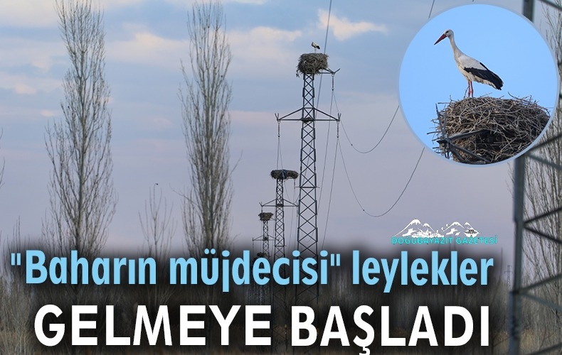  HAVA SICAKLIĞININ ARTMASIYLA LEYLEKLER GELMEYE VE YUVALARINI YAPMAYA BAŞLADI.