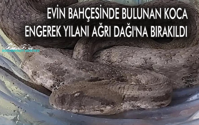 BİR EVİN BAHÇESİNDE BULUNAN KOCA ENGEREK YILANI (VİPERA LEBETİNA) AĞRI DAĞI