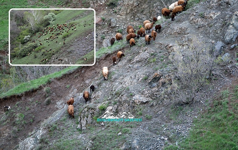 ÇİFTÇİLER HAYVAN SÜRÜLERİNİ YÜKSEKTEKİ OTLAKLARA ÇIKARMAYA BAŞLADI