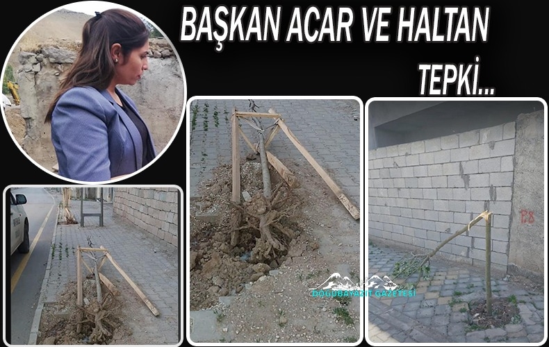 GENÇ FİDANLAR TAHRİP EDİLİYOR