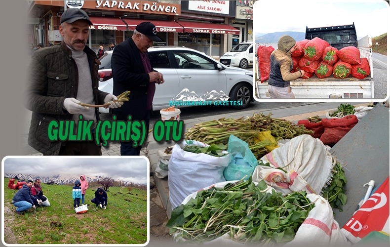 DAĞDA YETİŞEN GULIK OTU GEÇİM KAYNAĞI