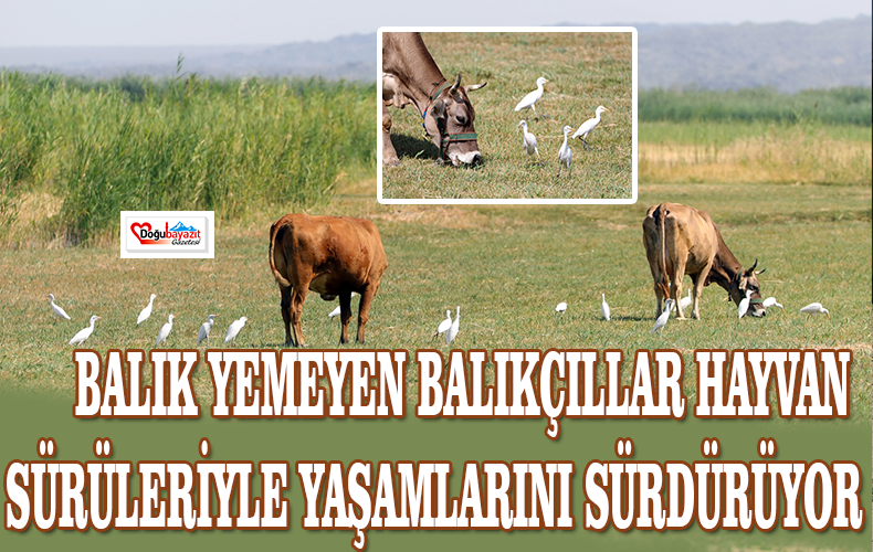  ÖZELLİKLE BÜYÜKBAŞ HAYVAN SÜRÜLERİNİN YANINDA YAŞAYIP BÖCEKLERLE BESLENEREK YAŞAMINI SÜRDÜREN SIĞIR BALIKÇILLAR