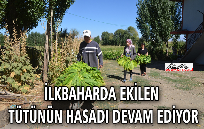  İLKBAHARDA EKİMİ YAPILAN TÜTÜNÜN HASADI DEVAM EDİYOR.