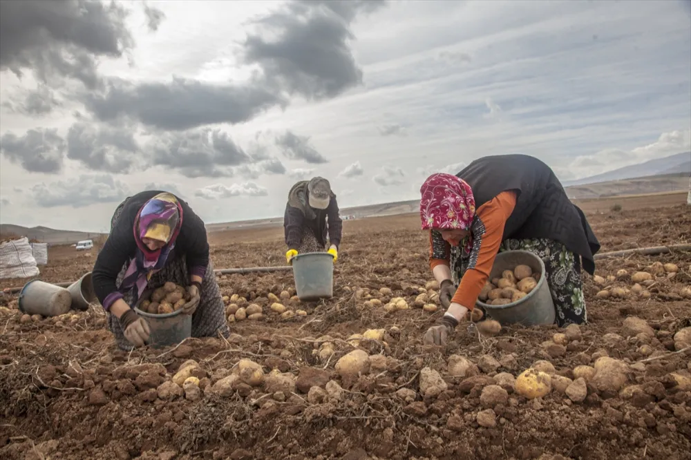 PATATES HASADI BAŞLADI