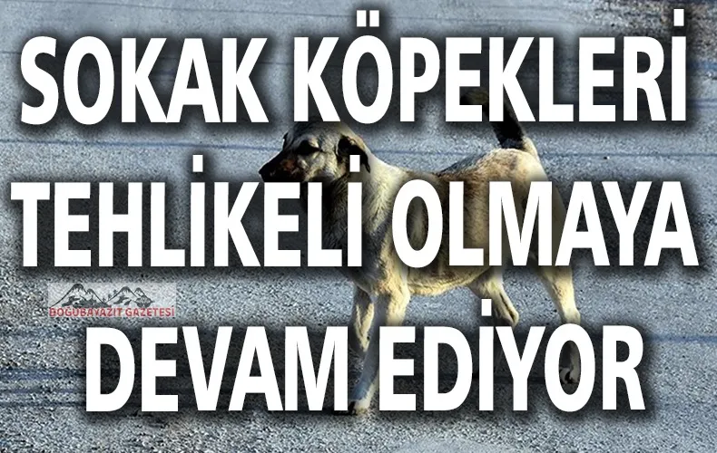 3 BAKANLIK BAŞIBOŞ KÖPEKLERLE İLGİLİ HAREKETE GEÇTİ