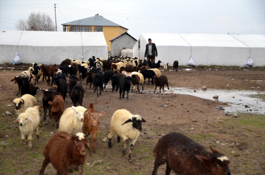 SÜT KUZULARININ ANNELERİYLE BULUŞMA ANLARI GÖRÜNTÜLENDİ