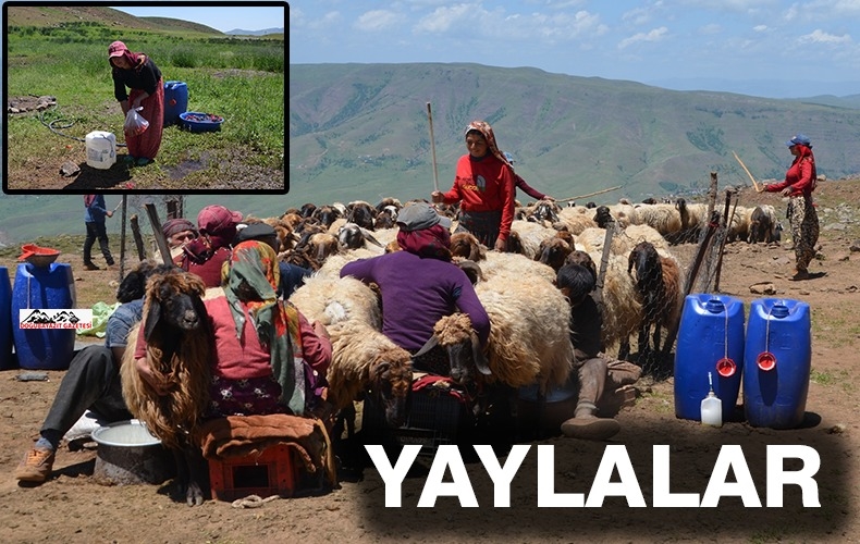 YAYLALARDA KONAKLAYAN GÖÇERLERİN SÜT SAĞIM MESAİSİ BAŞLADI