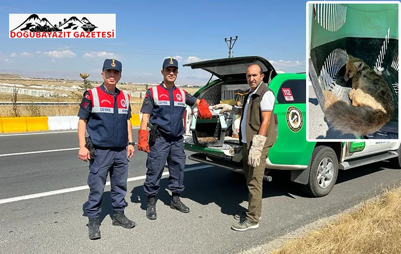 AĞRI’DA YARALI BULUNAN TİLKİ YAVRUSU TEDAVİ ALTINA ALINDI