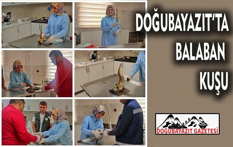 BALABAN KUŞU’NUN TEDAVİSİ YAPILDI