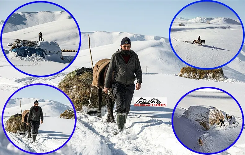  KARLA KAPLI KÖYLERDEKİ BESİCİLER ZOR ŞARTLARDA HAYVANLARINI BESLİYOR