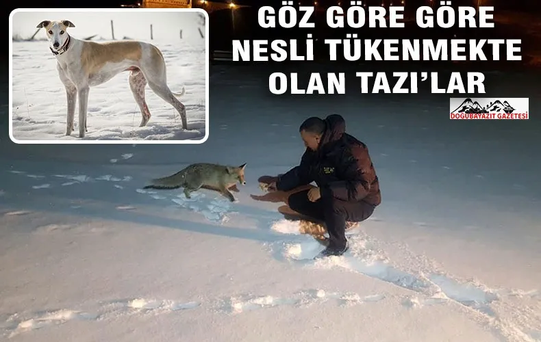 DOĞUBAYAZIT’TA NESLİ TÜKENMEKTE OLAN TAZI…