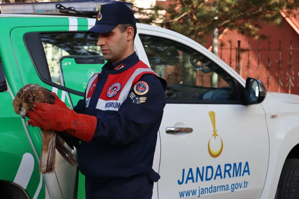 DOĞUBAYAZIT’!TA JANDARMANIN YARALI BULDUĞU ŞAHİN TEDAVİ ALTINA ALINDI