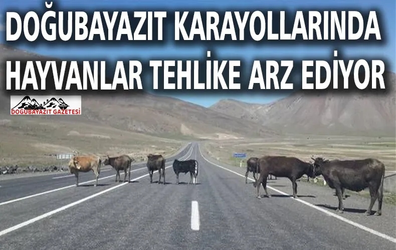 TRAFİK KAZASINA DAVETİYE ÇIKARTIYORLAR