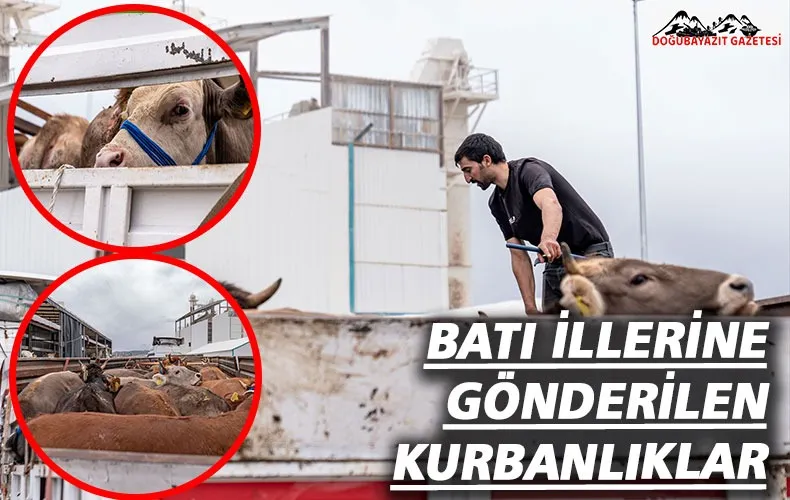 BATI İLLERİNE GÖNDERİLEN KURBANLIKLAR KONTROL EDİLİYOR