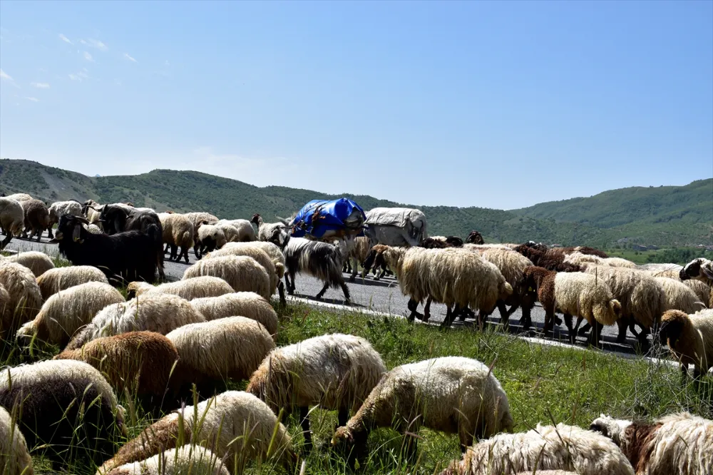 GÖÇERLERİN YAYLALARA YOLCULUĞU DEVAM EDİYOR