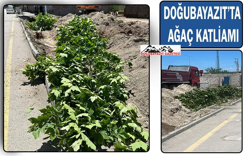 ÇOKTİNLER AĞAÇ DİKER, MÜTAHİT AĞAÇ SÖKER (VİDEOLU)