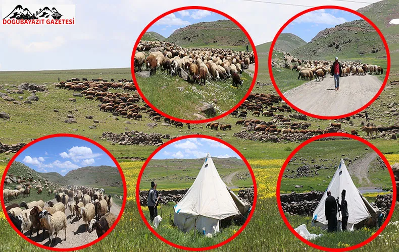  AĞRI