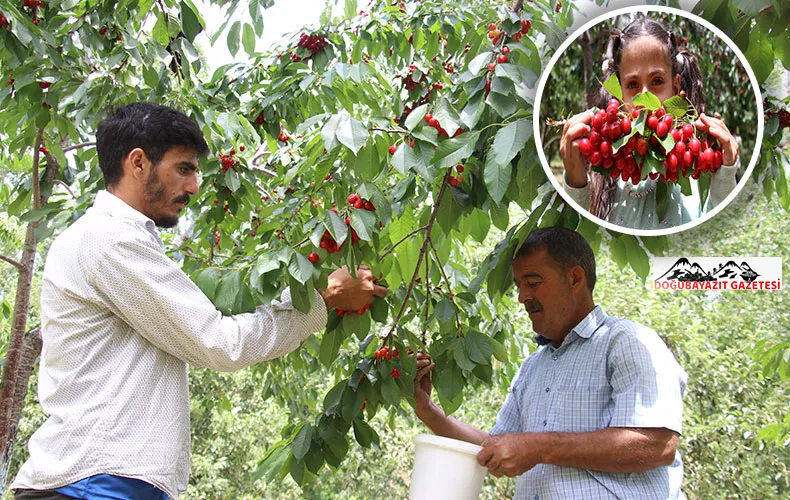 DESTEKLE KURDUĞU BAHÇEDEKİ KİRAZ AĞAÇLARI 