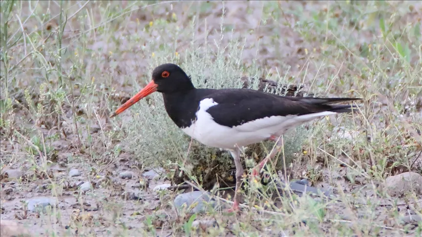 Poyraz kuşunun 8 ülkeyi kapsayan göç yolculuğu uydu vericiyle kayda alındı