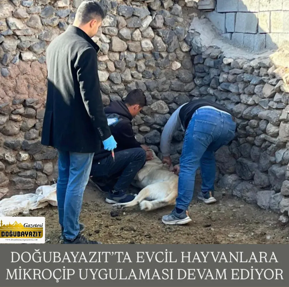 DOĞUBAYAZIT’TA EVCİL HAYVANLARA MİKROÇİP UYGULAMASI DEVAM EDİYOR