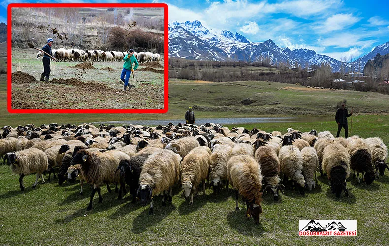 KARA KIŞI ATLATAN BESİCİLER KOYUNLARINI MERALARA SALDI