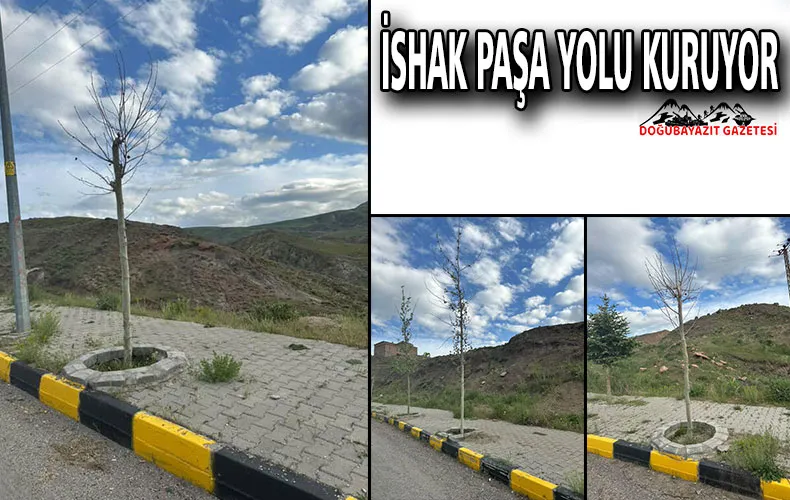 İSHAK PAŞA YOLU KURUYOR, YETKİLİLER SESSİZ: AĞAÇLAR ÇIĞLIK ATIYOR AMA DUYMUYORLAR