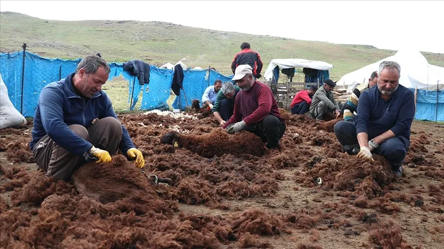 Ağrı yaylalarında binlerce küçükbaş el birliğiyle kırkılıyor
