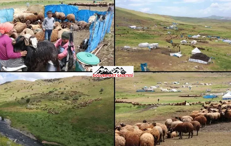 Ağrı