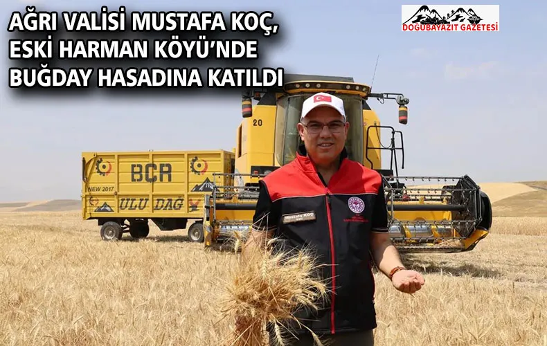 AĞRI VALİSİ MUSTAFA KOÇ, ESKİ HARMAN KÖYÜ’NDE BUĞDAY HASADINA KATILDI