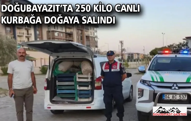 DOĞUBAYAZIT’TA 250 KİLO CANLI KURBAĞA DOĞAYA SALINDI
