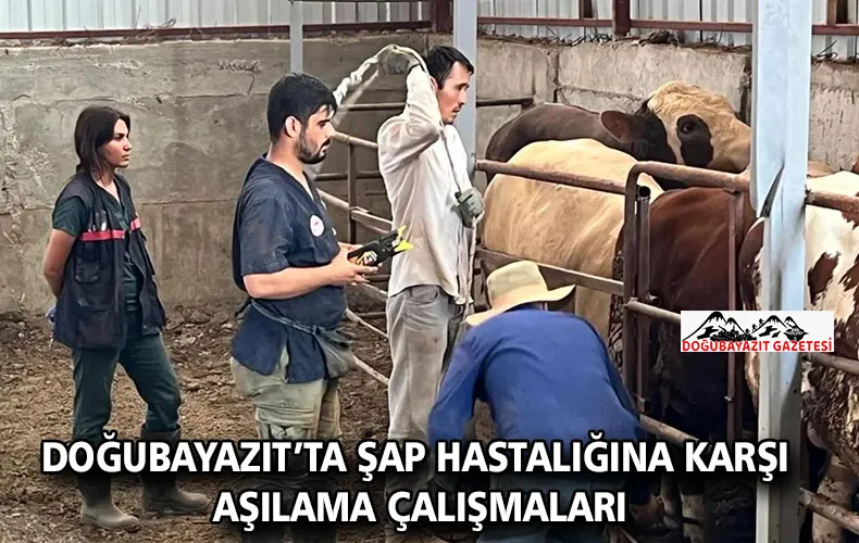 DOĞUBAYAZIT’TA ŞAP HASTALIĞINA KARŞI AŞILAMA ÇALIŞMALARI