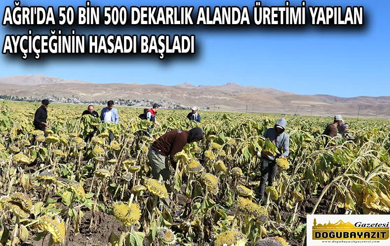 AĞRI