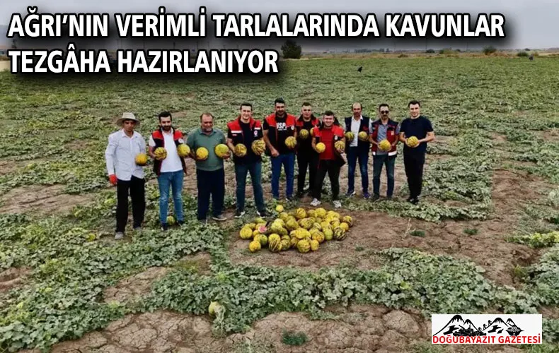Ağrı’nın verimli tarlalarında kavunlar tezgâha hazırlanıyor