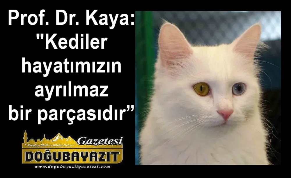 Prof. Dr. Kaya: "Kediler hayatımızın ayrılmaz bir parçasıdır"