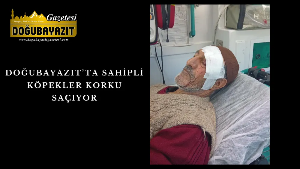 DOĞUBAYAZIT’TA SAHİPLİ KÖPEKLER KORKU SAÇIYOR