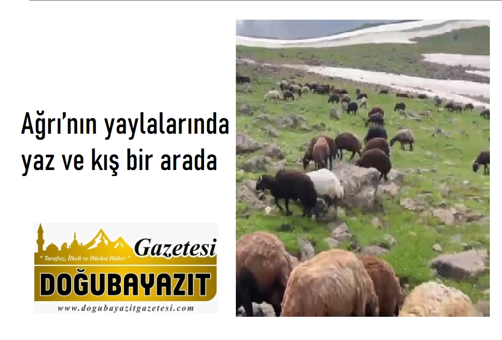 Ağrı’nın yaylalarında yaz ve kış bir arada