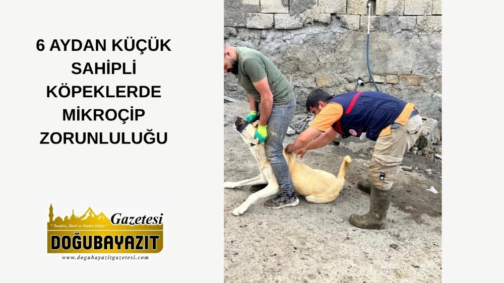 6 AYDAN KÜÇÜK SAHİPLİ KÖPEKLERDE MİKROÇİP ZORUNLULUĞU