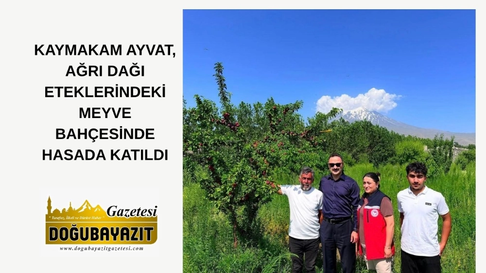 KAYMAKAM AYVAT, AĞRI DAĞI ETEKLERİNDEKİ MEYVE BAHÇESİNDE HASADA KATILDI