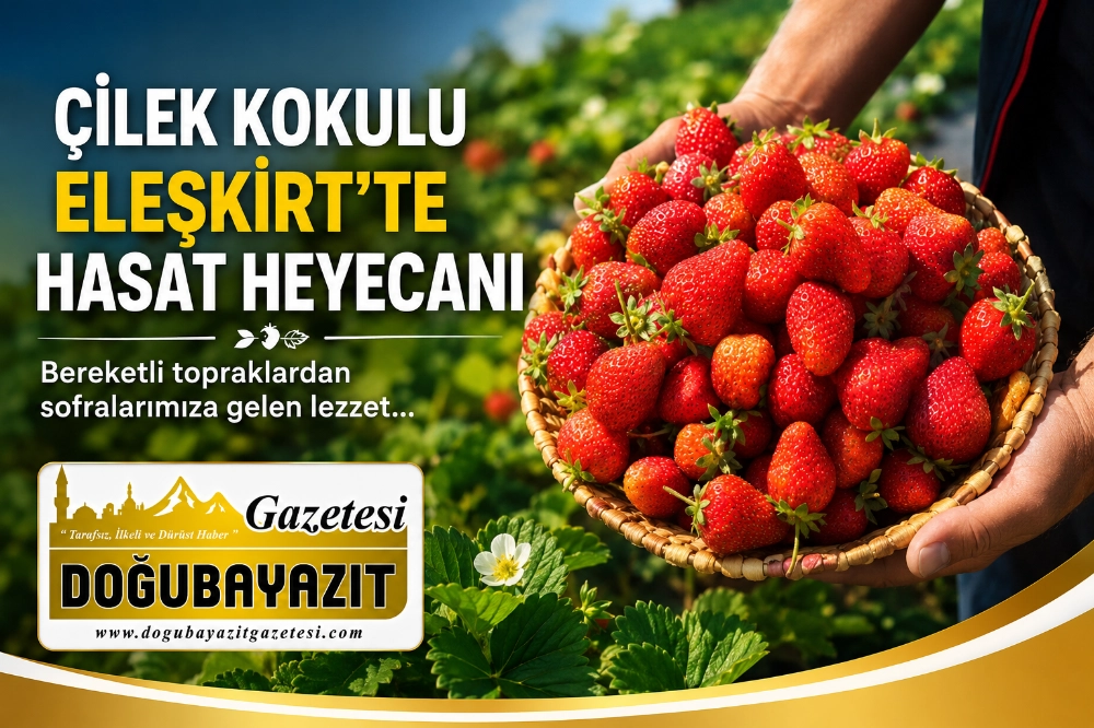 ÇİLEK KOKULU ELEŞKİRT’TE HASAT HEYECANI