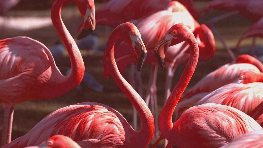 Flamingolar Neden Pembe?