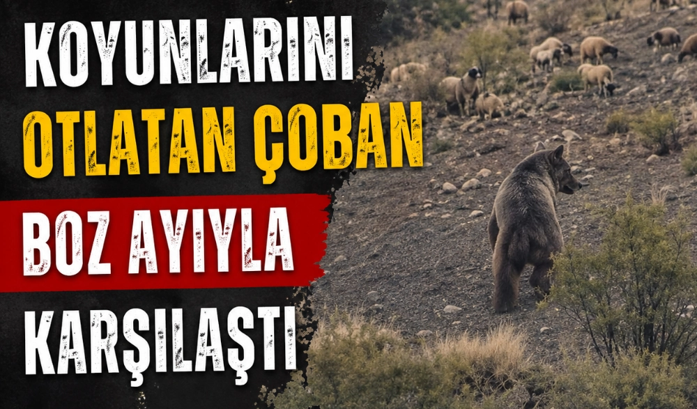 Koyunlarını otlatan çoban boz ayıyla karşılaştı