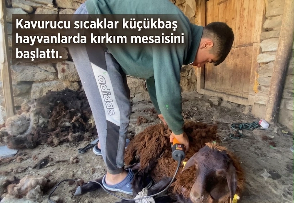 Kavurucu sıcaklar küçükbaş hayvanlarda kırkım mesaisini başlattı