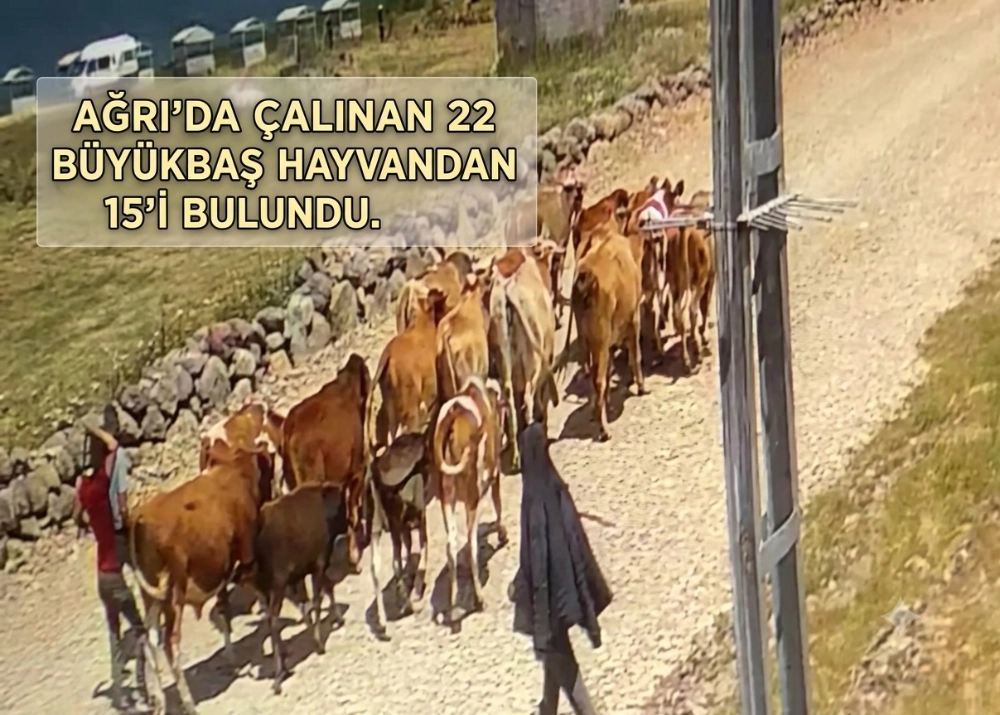 Ağrı’da çalınan 22 büyükbaş hayvandan 15’i bulundu