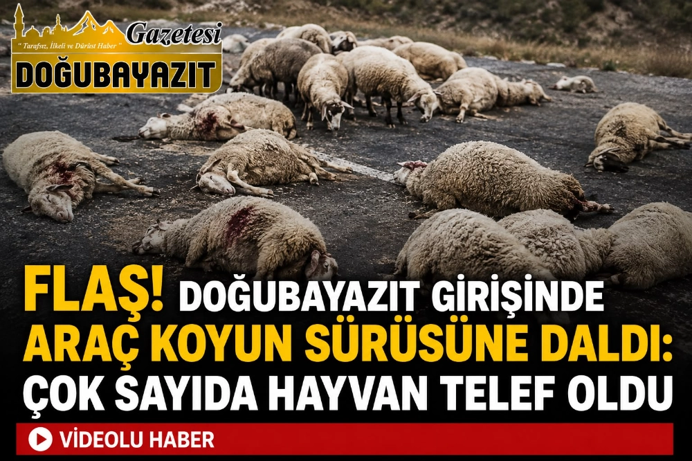 Doğubayazıt Girişinde Araç Koyun Sürüsüne Daldı: Çok Sayıda Hayvan Telef Oldu