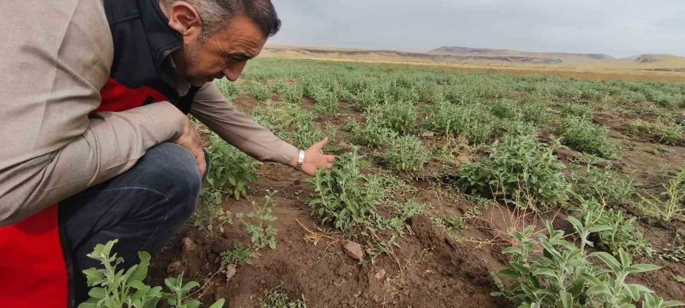 Patnos’ta Ada Çayı heyecanı: İlk hasat için geri sayım başladı