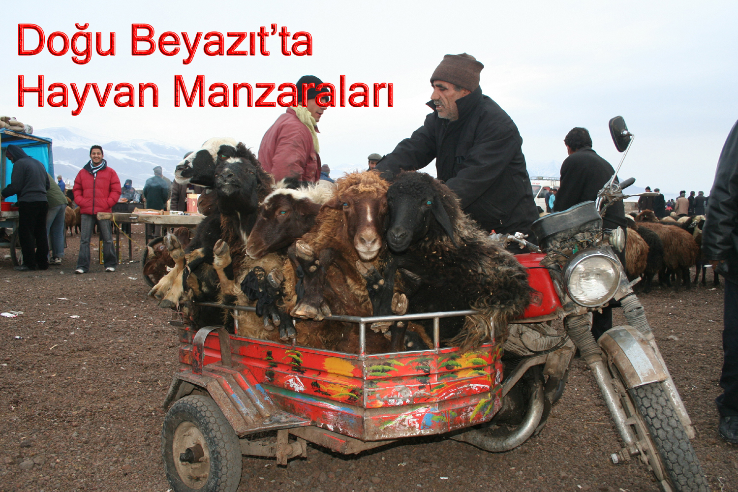 TAVUKLAR POŞETTE KOYUNLAR SEPETTE